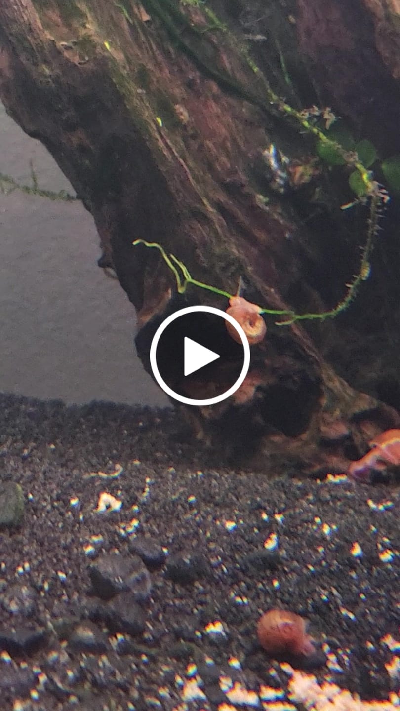 Customer video review of RAMSHORN SNAILS (ASSORTED BLUE, PINK,GREY,GOLD)