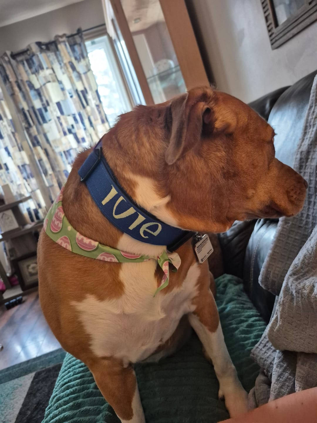 Customer photo review of 1.5" Tacti Slim Dog Collar - Cobalt