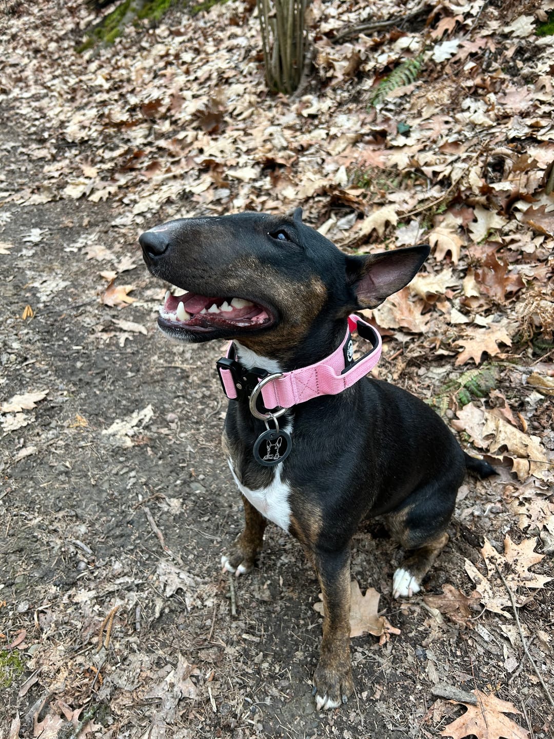 Customer photo review of 4cm Combat® Collar | Handle & Rated Clip - Pink