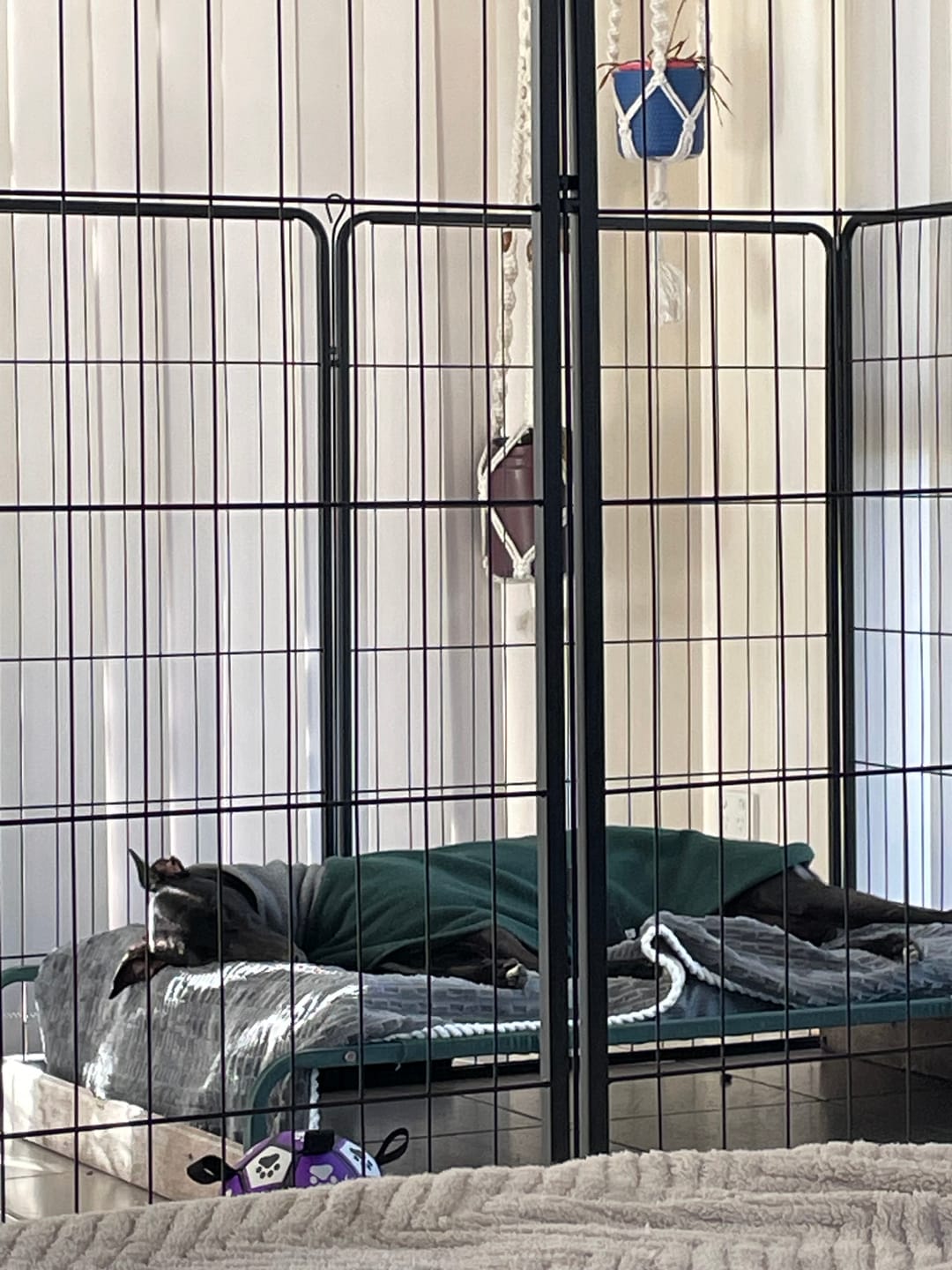 Customer photo review of PaWz 8 Panel Pet Dog Playpen