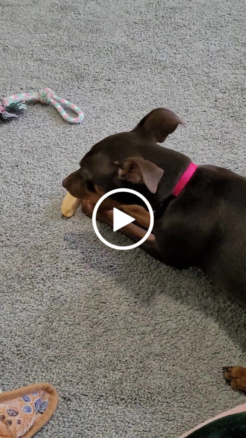 Customer video review of 1 LB Chew Pack