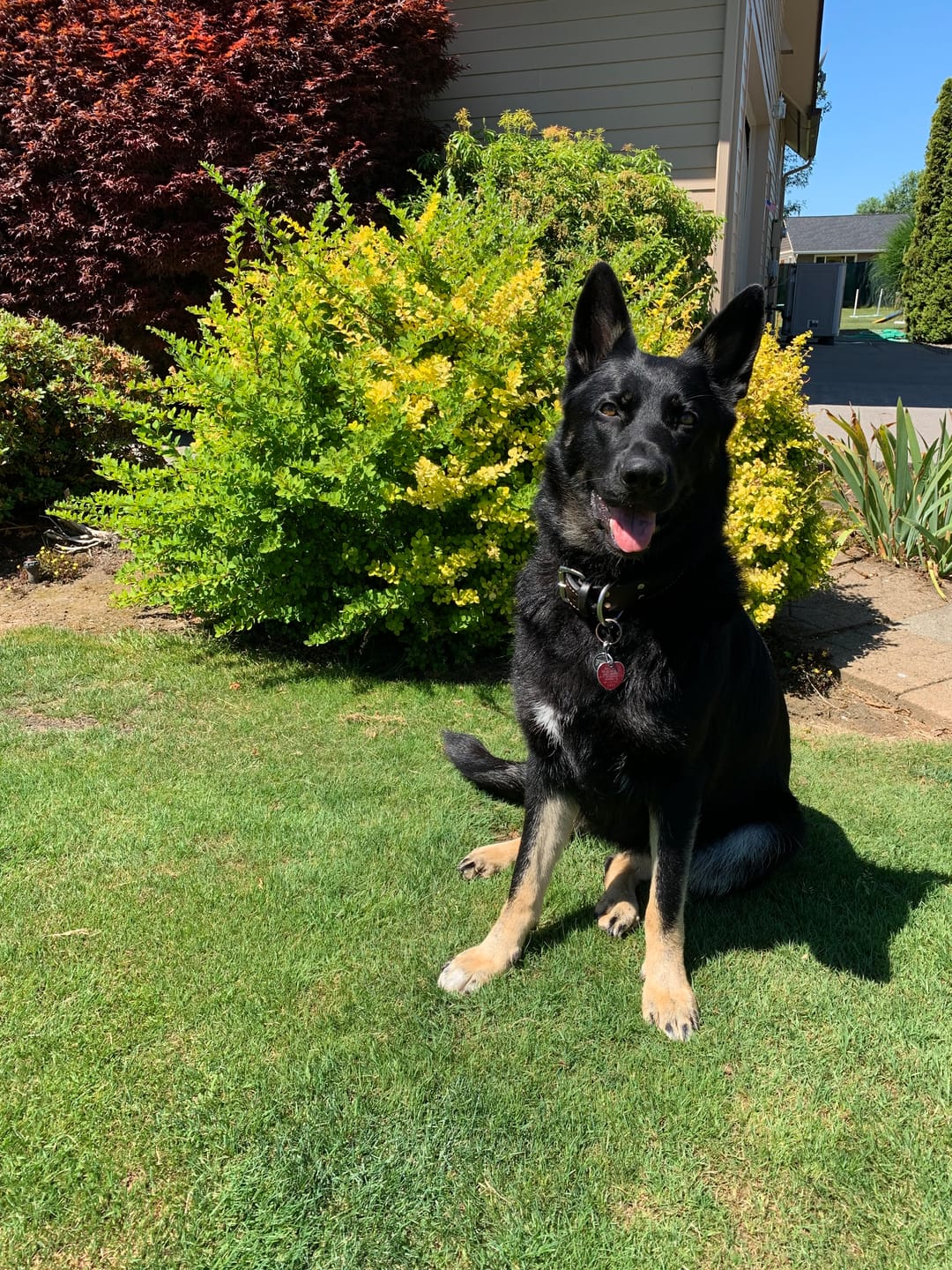 Customer photo review of Dog Demodectic & Sarcoptic Mange (Scabies) & Ear Mite Remedy