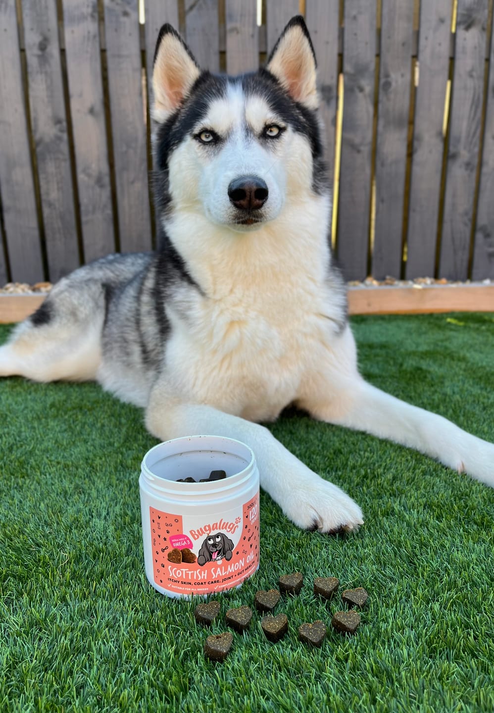 Customer photo review of Scottish Salmon Oil Supplement Chews for Dogs