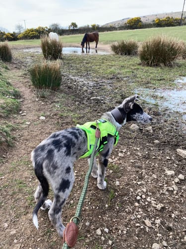 Customer photo review of Sighthound Escape Proof Harness