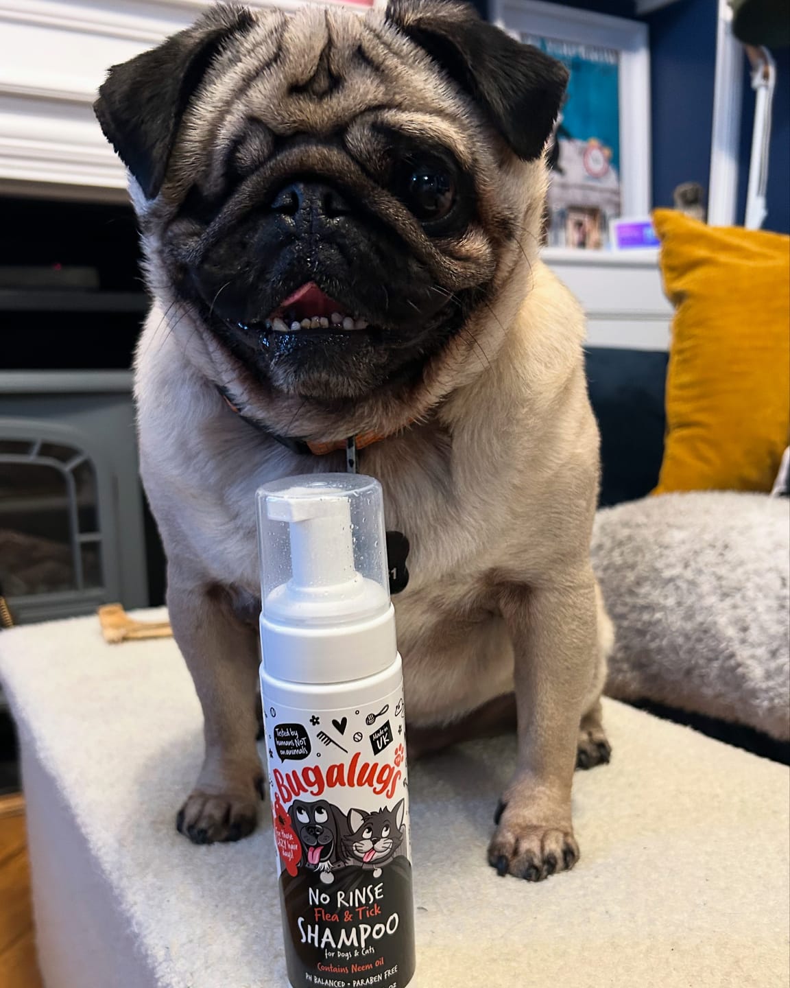 Customer photo review of No Rinse Flea & Tick Shampoo for Dogs & Cats
