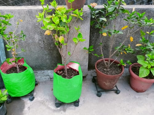 Customer photo review of United Crafts Rozy Wheel Pot Stands for Planters