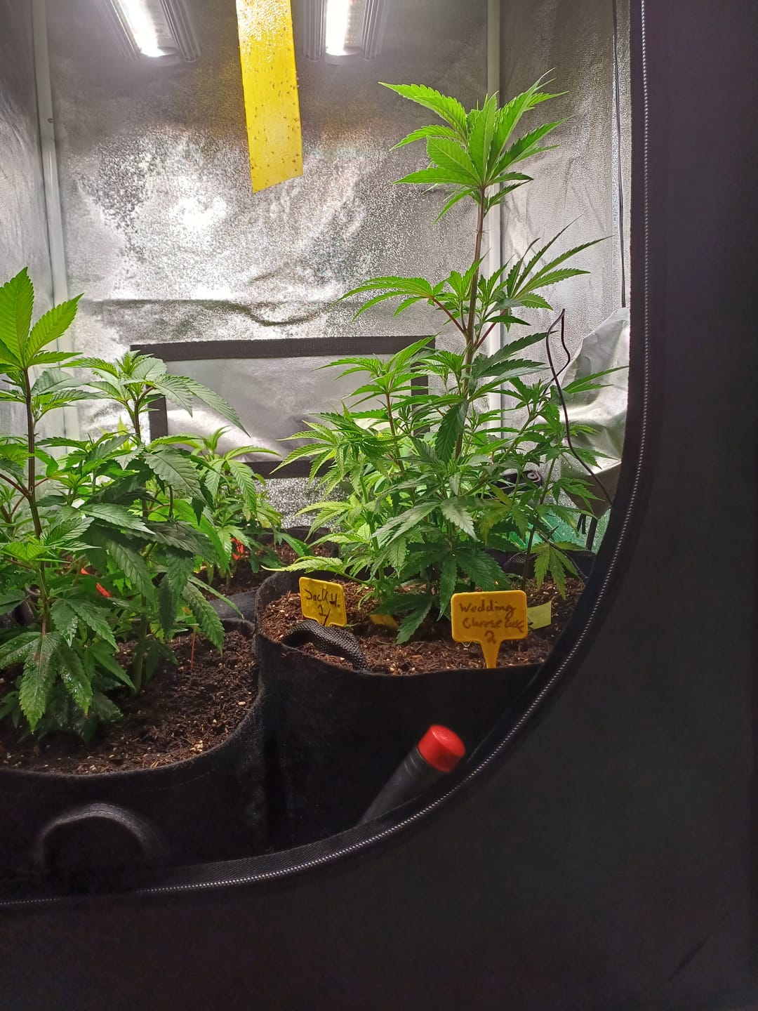 Customer photo review of Hanfstecklinge | Blackberry Moonrock