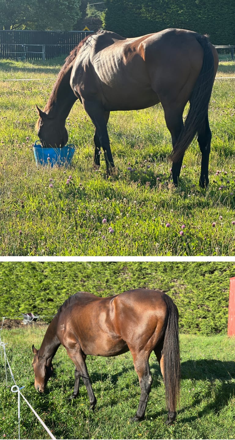 Customer photo review of Digestive HP - Sporthorse Gut Supplement