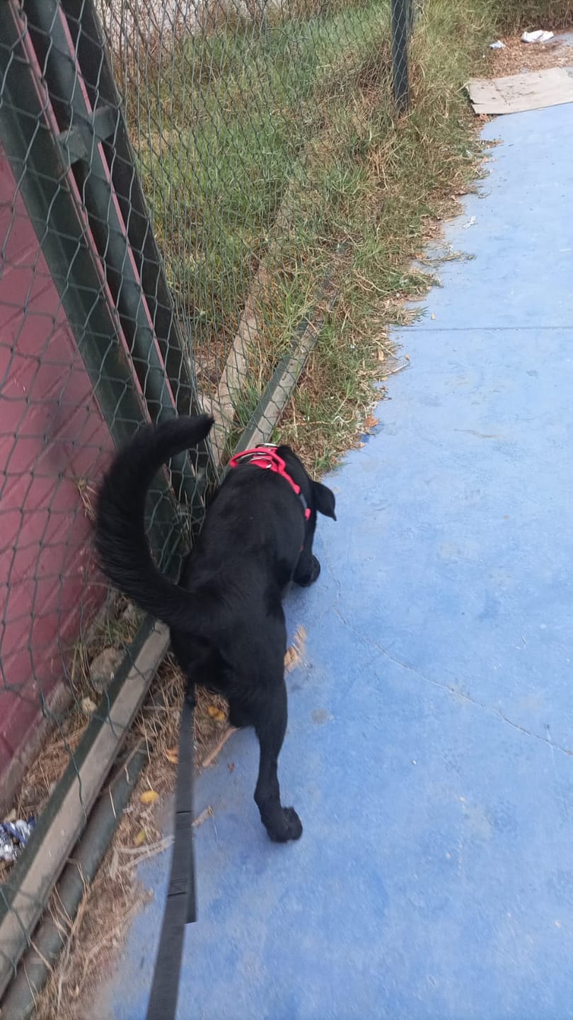 Customer photo review of Correa Multienganche para Perros  | PVC | 3 mts | Black