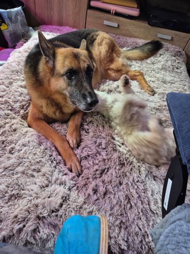 Customer photo review of PaWz Premium SuperMat Calming Bed Memory Foam Dog Mat