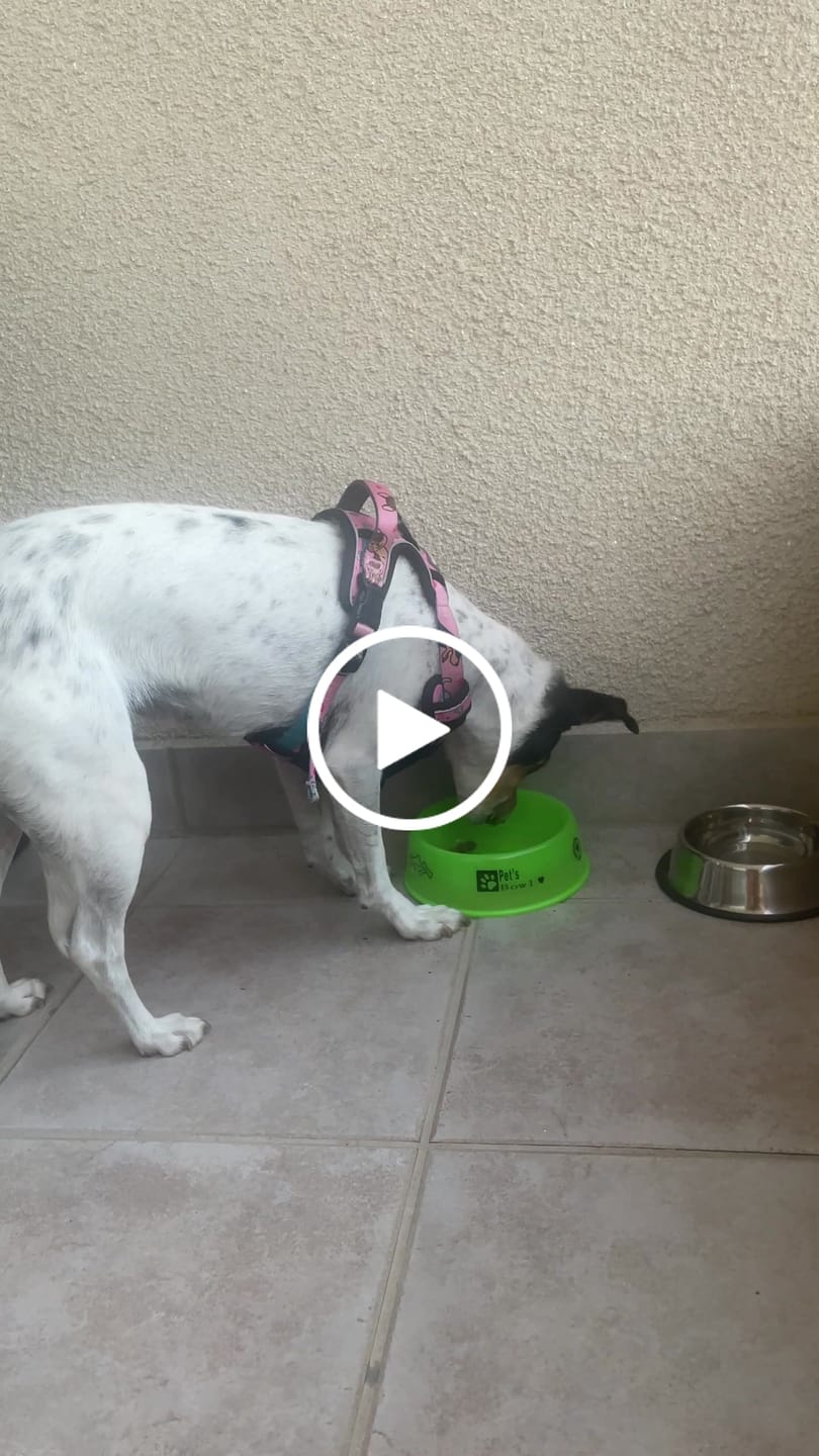Customer video review of Alimento Perro Adulto Toda Raza Proteína Insectos