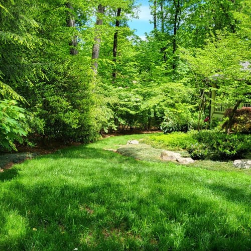 Customer photo review of Black Beauty® Ultra Grass Seed