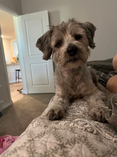 Customer photo review of Organic Coconut CBD Oil : 4 oz - 1,400mg : Anxiety & Calming Relief Blend