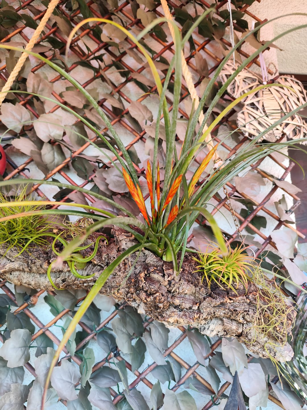 Customer photo review of Tillandsia flabellata 'L'