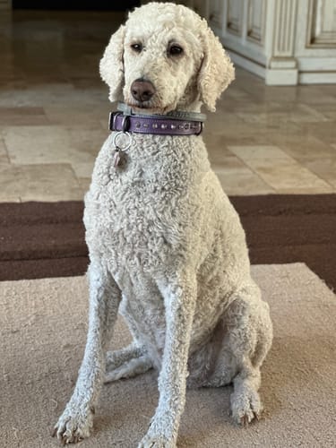 Customer photo review of Hand Made Leather Dog Collar - Imperial Purple & Chrome (Slim Fit)