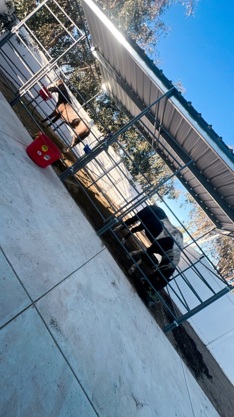 Customer photo review of 12x24 Horse Stall with 12x12 Sloped Cover (5 Rail)