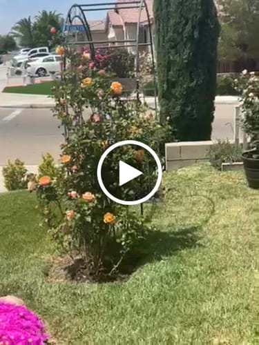 Heirloom roses thriving in hot Victorville California heat with Elm Dirt Plant Juice