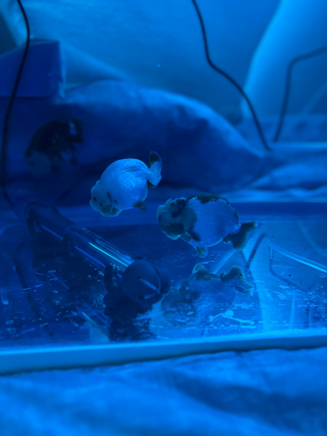 Customer photo review of Live Fancy Goldfish Premium Select Our Choice White Tiger / Granite Calico Ranchu – Direct from Farm
