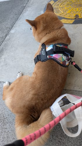 Customer photo review of Petcanva® オーダーメイド犬用ハーネス