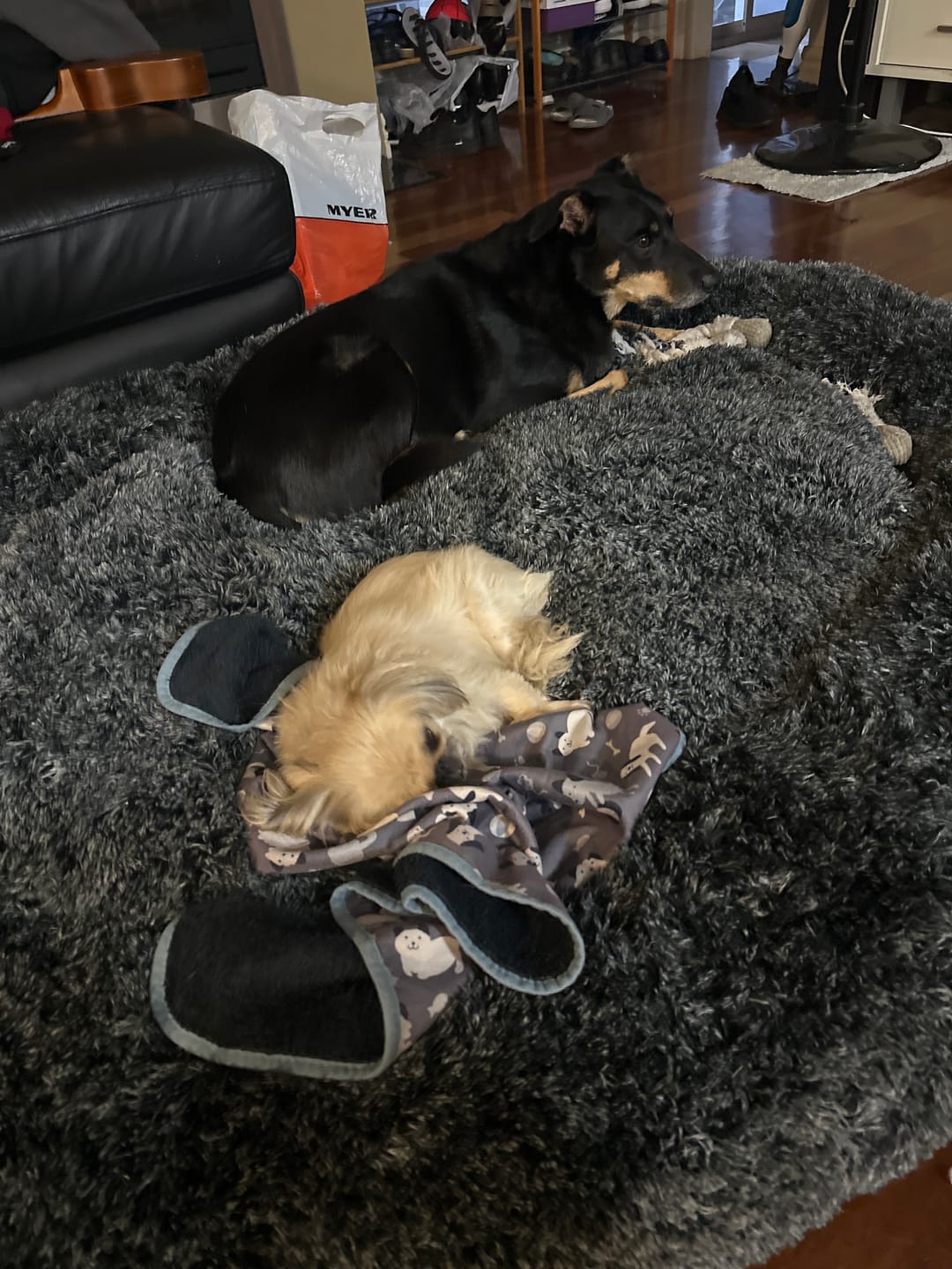 Customer photo review of The Human Size Nap Bed