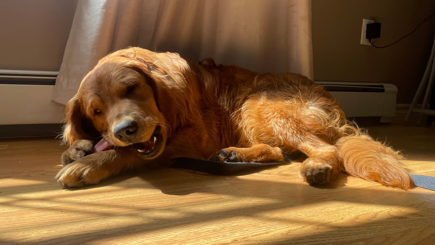 Customer photo review of Mint Himalayan Yak Chew (MEDIUM)