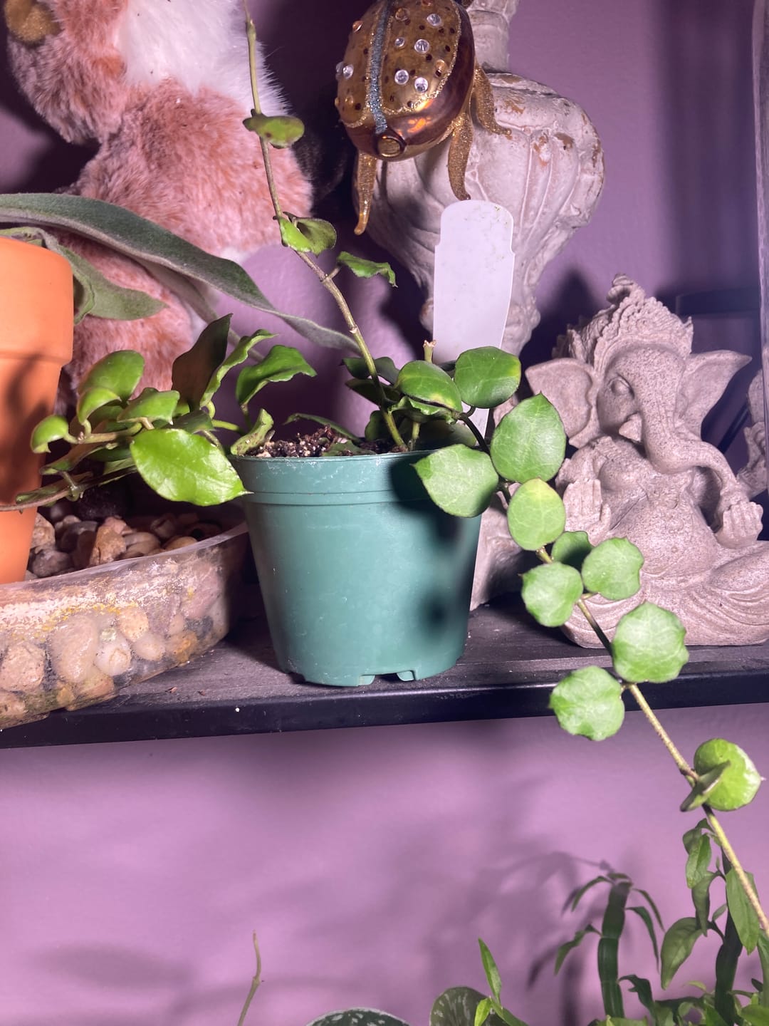 Customer photo review of Hoya endauensis