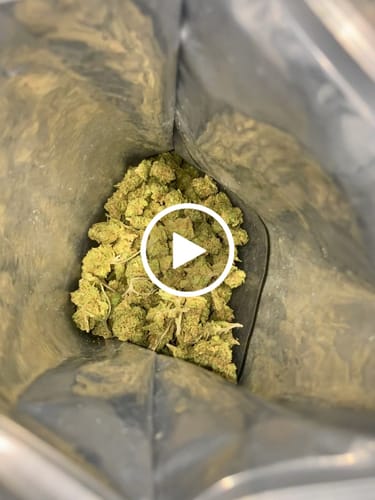 Customer video review of London Pound Cake THCA Flower