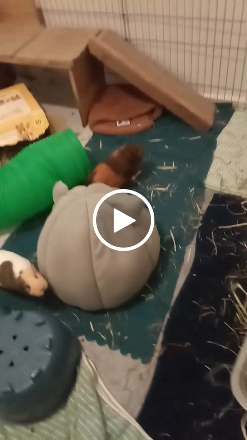 Customer video review of Guinea Pigs Australia Grass Hay for Guinea Pigs
