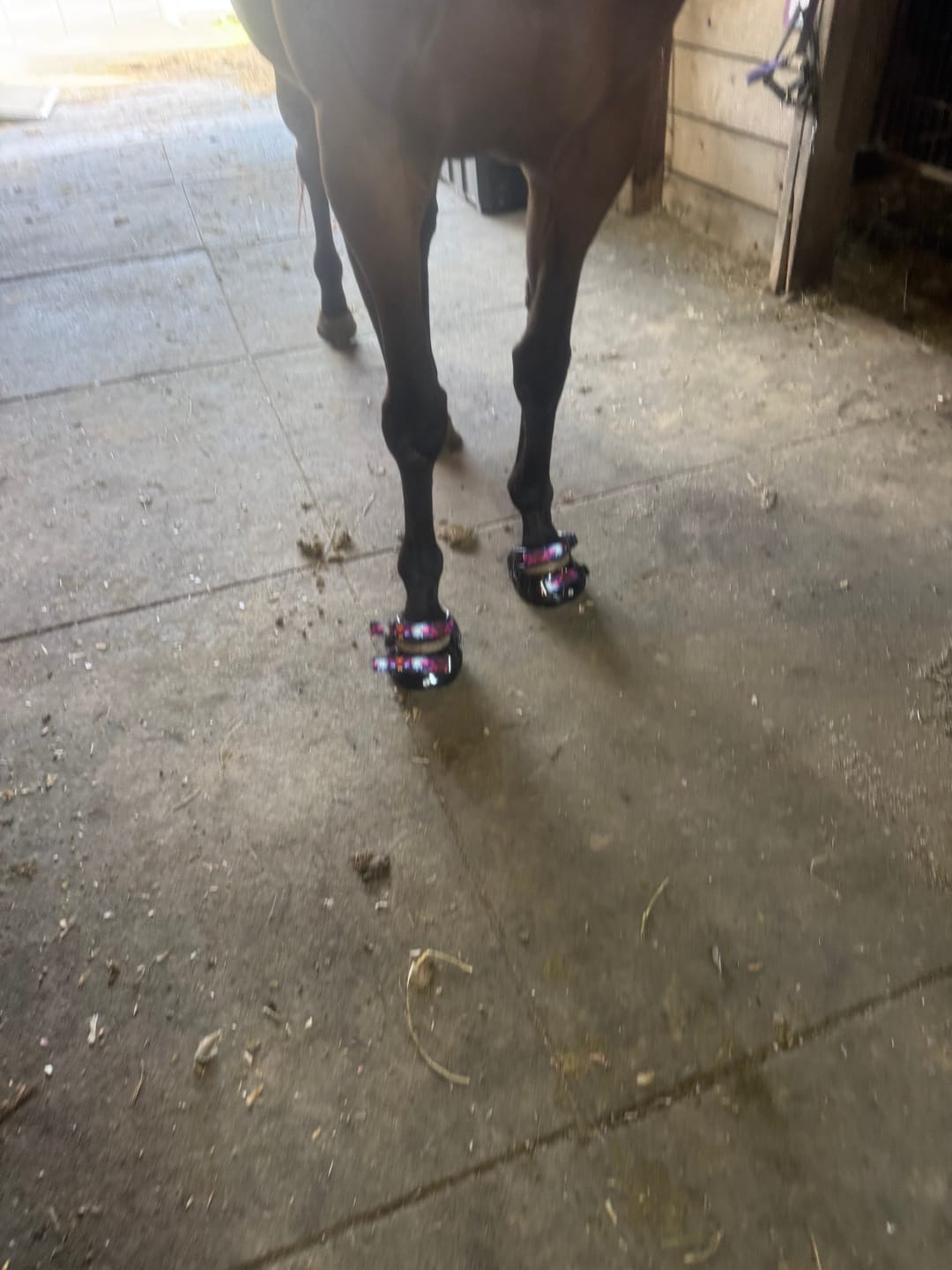 Customer photo review of Renegade® Viper Shield™ Hoof Boots - Black Knight