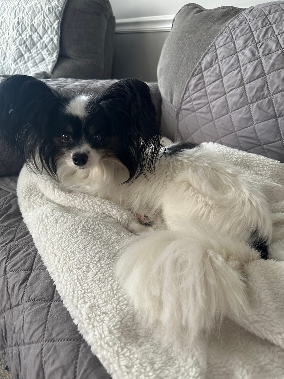 Customer photo review of FurLife™ - Flea & Tick Defense Chews