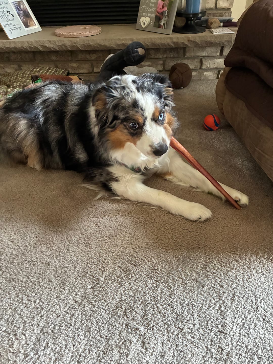 Customer photo review of Regular Bully Sticks