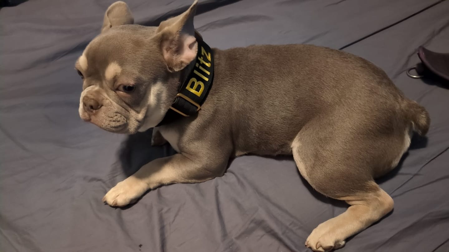 Customer photo review of 4cm LIGHTER Combat® Collar | With Handle Rated Clip - Black, Yellow & Gold