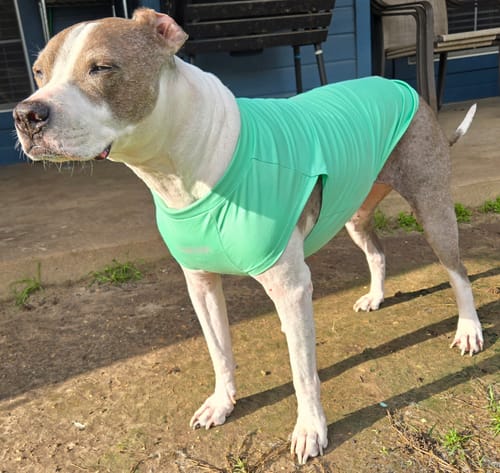 Customer photo review of Sunblock Dog T-Shirt - Mint