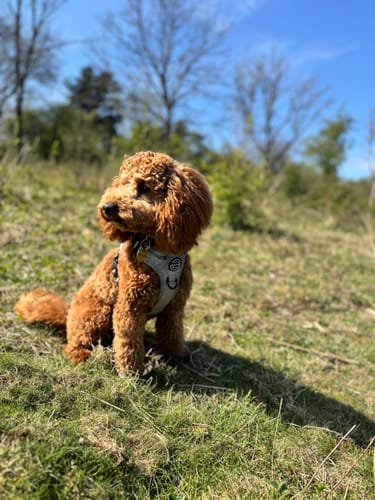 Customer photo review of Tough Trails™ Harness - Country Thyme