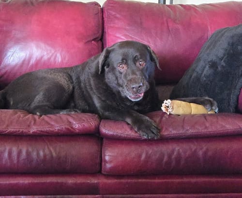 Customer photo review of Honey Collagen Buffalo Rolls