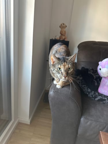 Customer photo review of Naturreines Katzenstreu