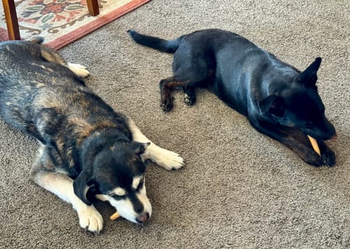 Customer photo review of Smoked Collagen Sticks 6"