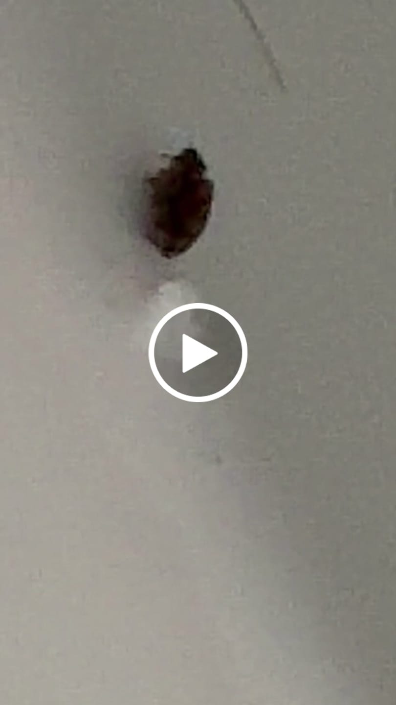 Customer video review of Honeybee Apitherapy Supplement