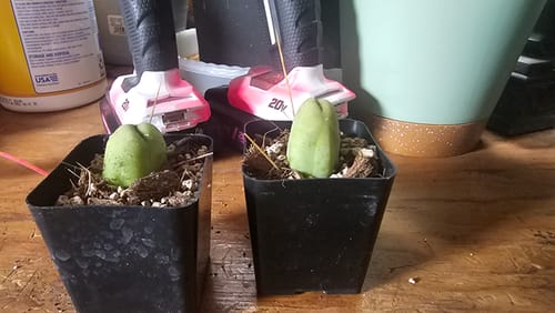 Customer photo review of Trichocereus bridgesii monstrose | Penis Cactus | Short Form