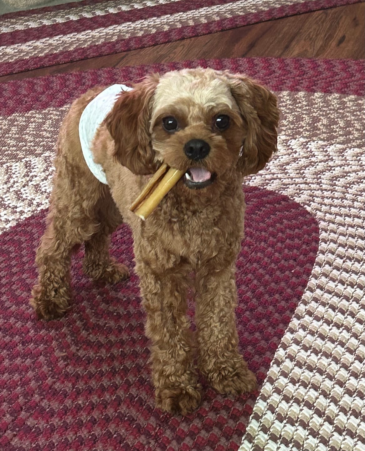 Customer photo review of Beef Cheek Sticks