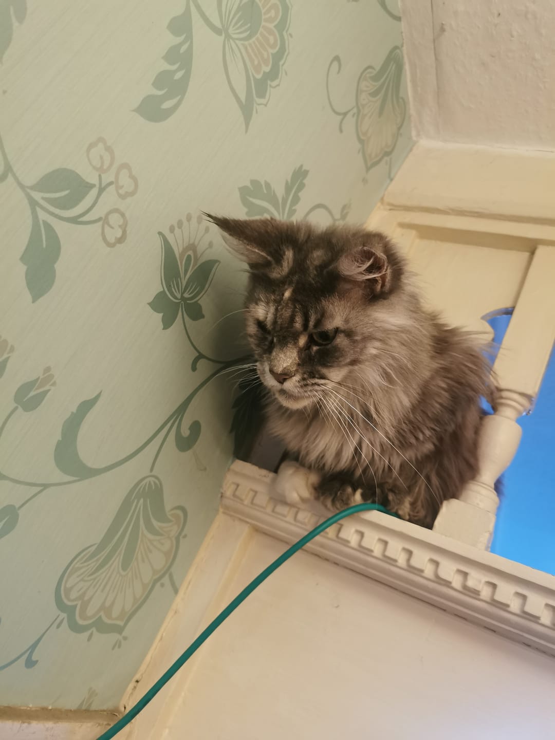 Customer photo review of Cat Spray