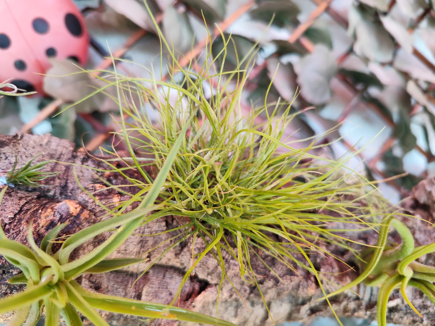 Customer photo review of Tillandsia schiedeana major - Mini Pulk