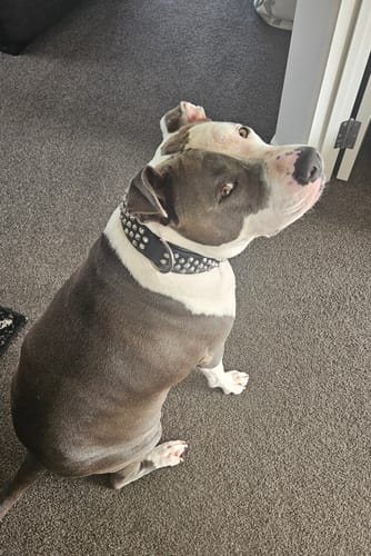 Customer photo review of Hand Made Leather Dog Collar - Imperial Black & Chrome (Wide Fit)