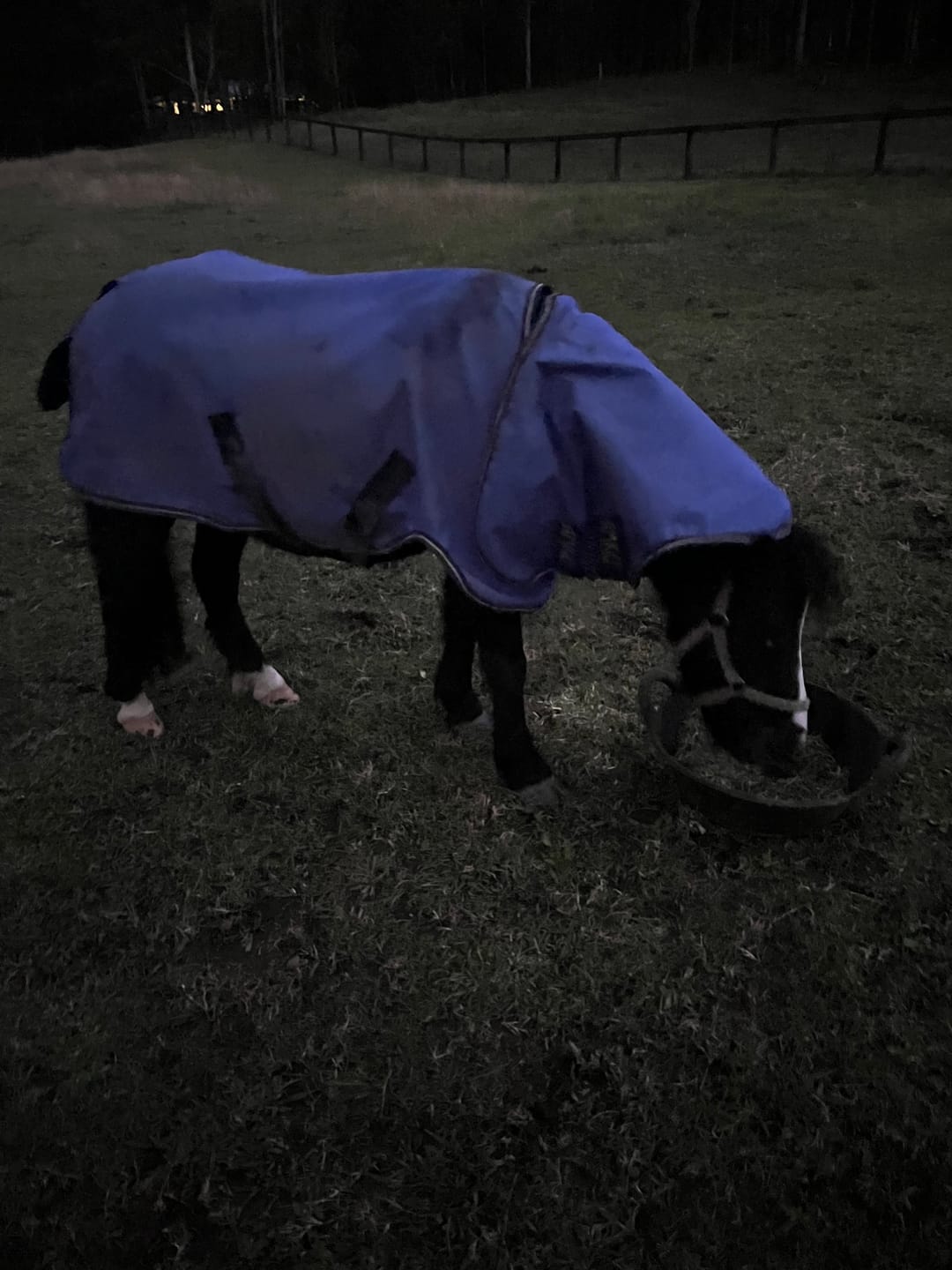 Customer photo review of Amigo Hero 6 Petite Plus Turnout Lite