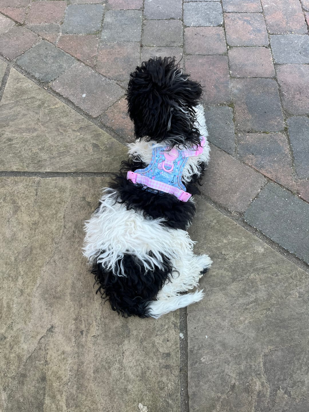 Customer photo review of Disney© Tough Trails™ Harness - Bambi + Friends Lilac