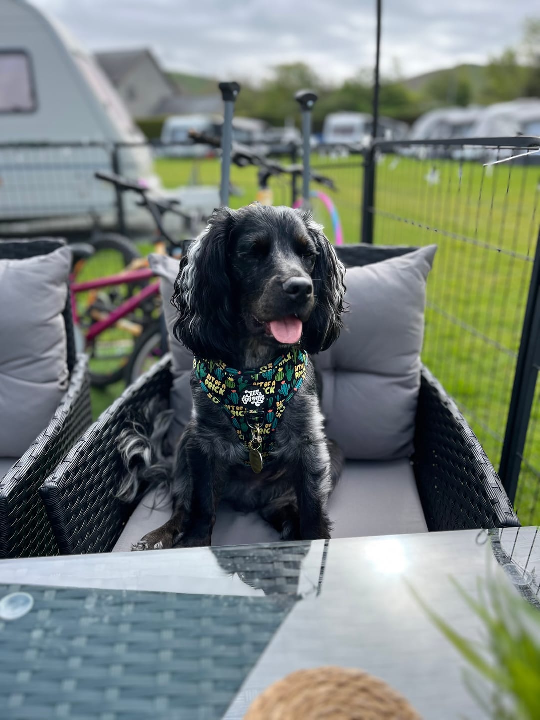 Customer photo review of Bit of a prick harness