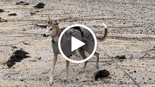 Customer video review of Husum - Waterproof Dog Coat with Harness Hole Zip