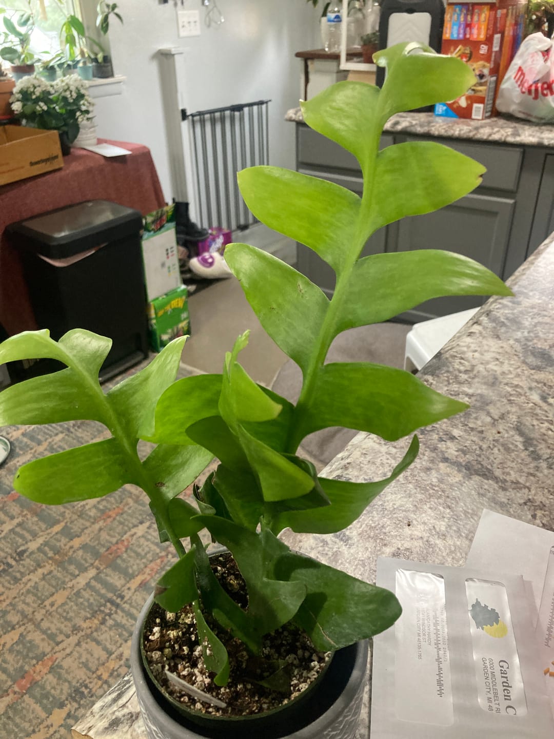 Customer photo review of Cactus Selenicereus chrysocardium "Sharktooth"