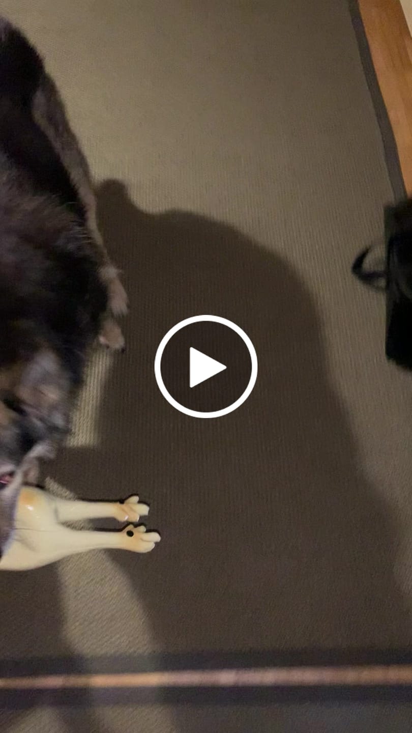 Customer video review of Hundekekse - Kürbis-Huhn - 5.0 mg CBD
