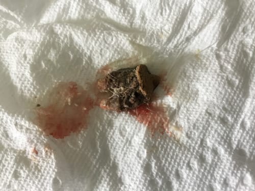 Customer photo review of DE-01™ Dental Dogbiotic